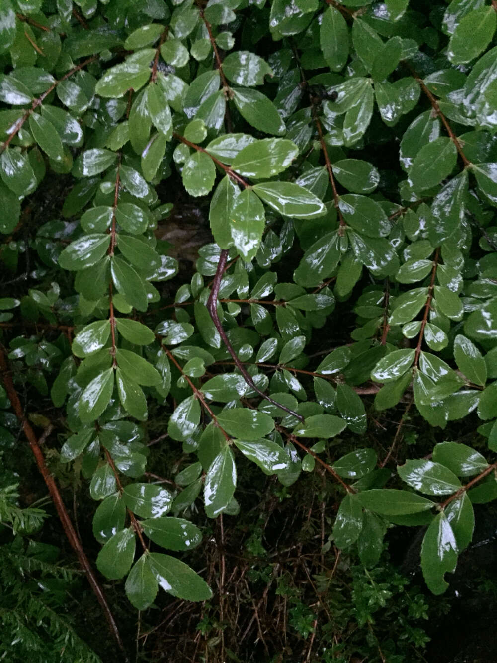 Image of Oregon boxleaf