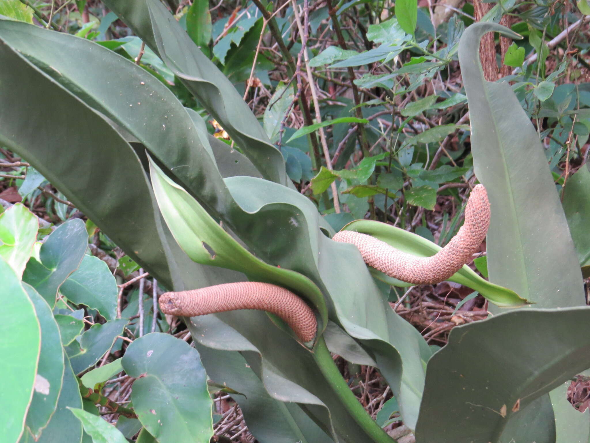 Imagem de Anthurium coriaceum G. Don