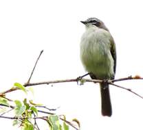 Image of Venezuelan Tyrannulet