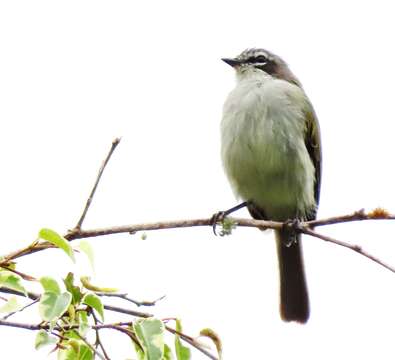 Image of Venezuelan Tyrannulet