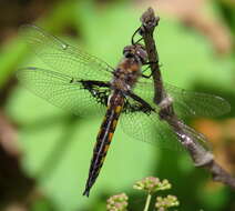 Image of Mantled Baskettail