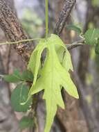 Image of Neoalsomitra capricornica (F. Müll.) Hutchinson