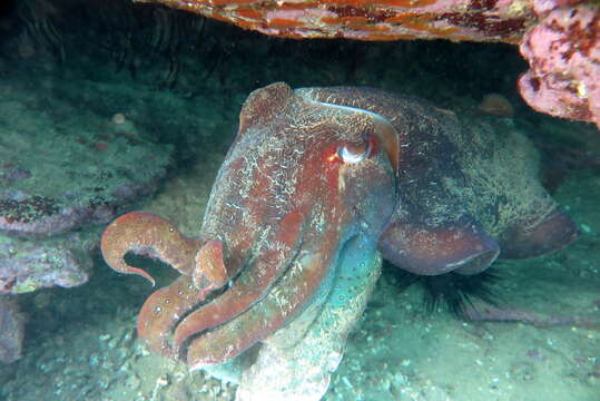 Image of Giant Australian Cuttlefish