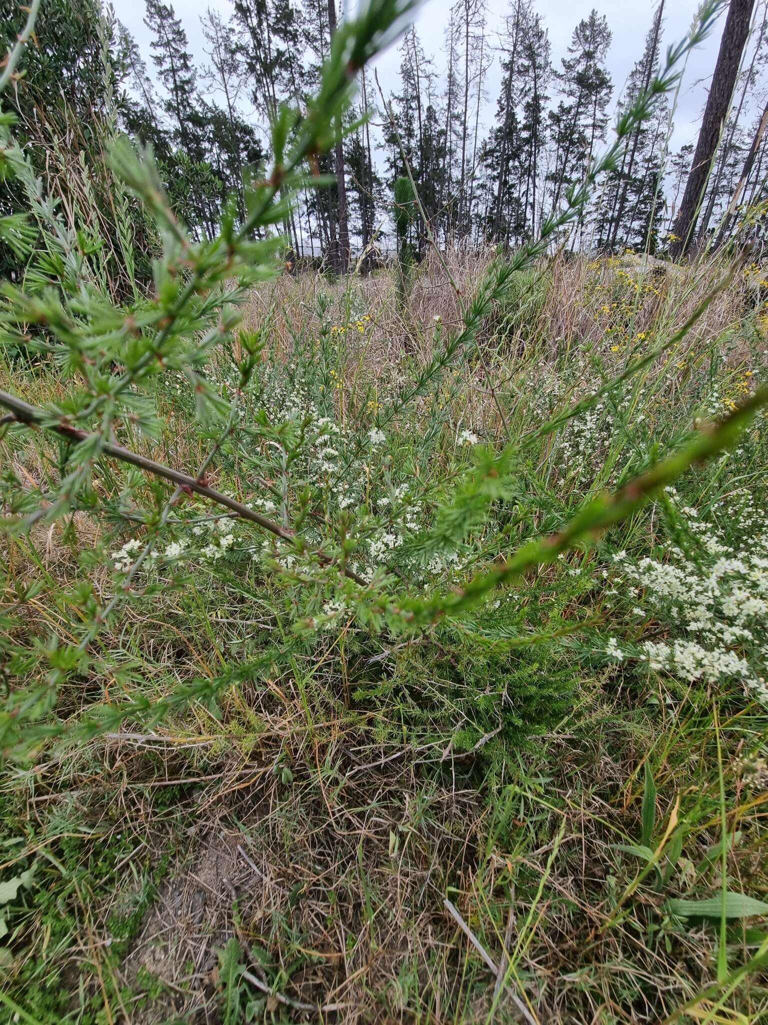 Image of African asparagus