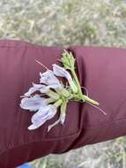 Image de Oxytropis varlakovii Serg.