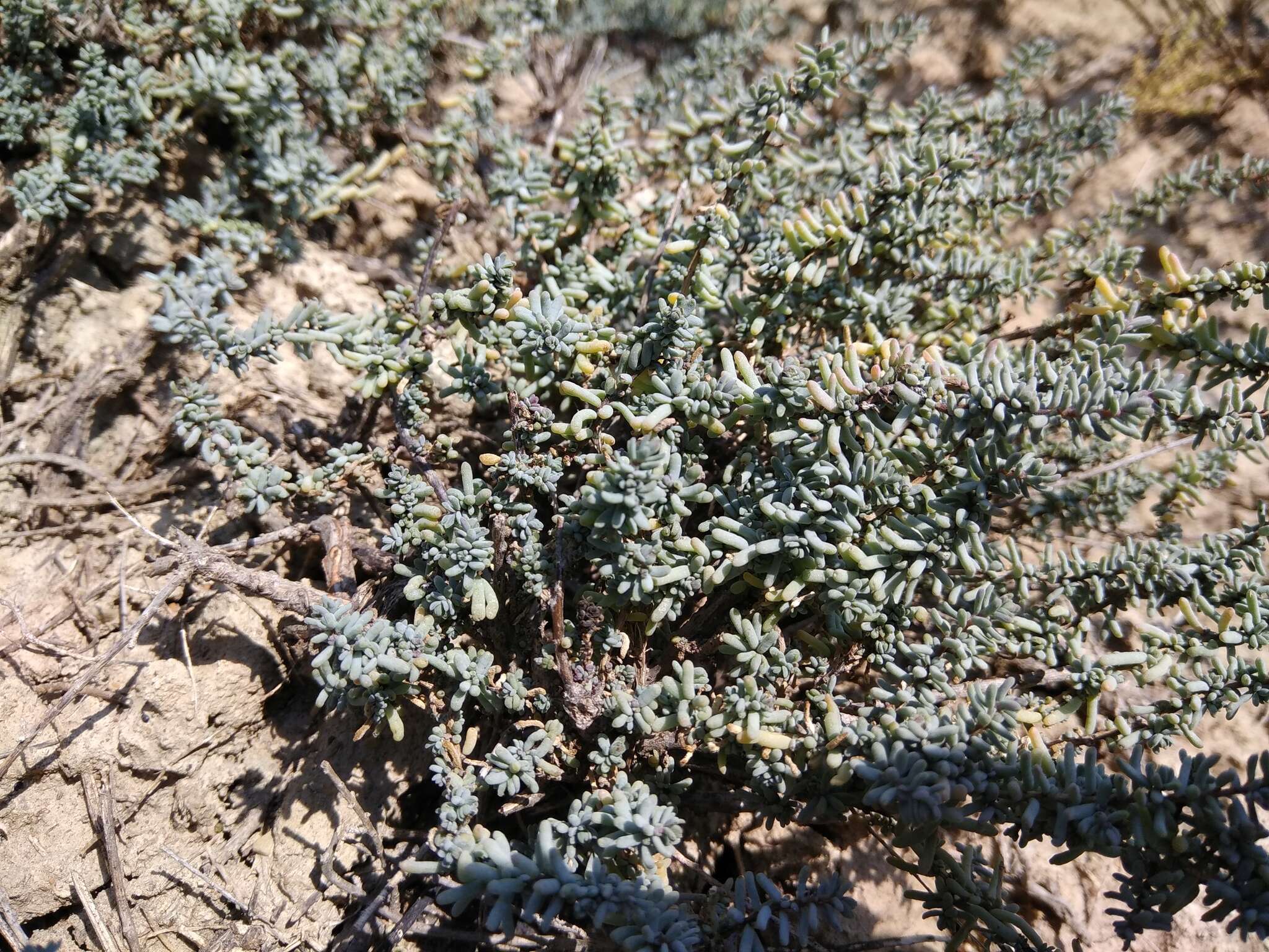 Nitrosalsola ericoides (M. Bieb.) Theodorova resmi