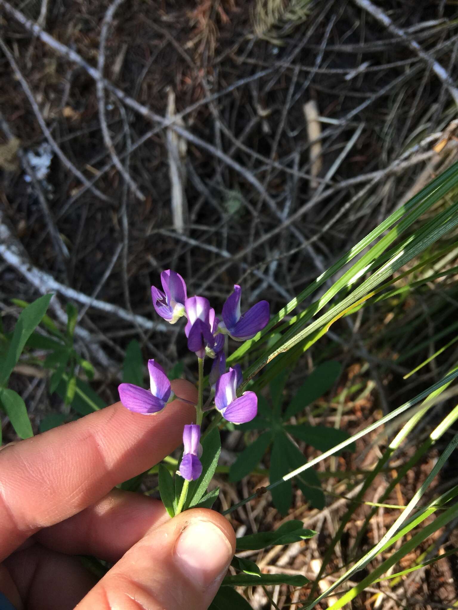 Image of broadleaf lupine