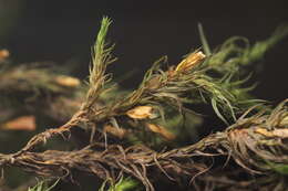 Image of <i>Orthotrichum papillosum</i>