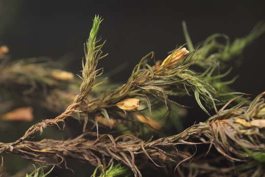 Image of <i>Orthotrichum papillosum</i>