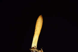 Image of Trichoderma alutaceum Jaklitsch 2011