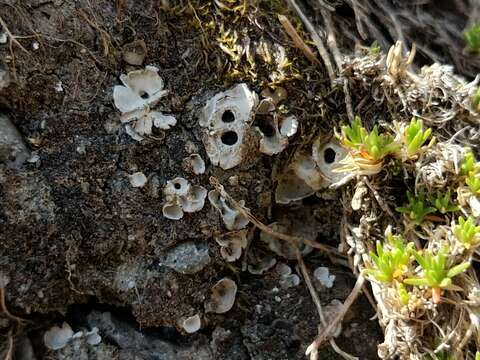 Image of chocolate chip lichen