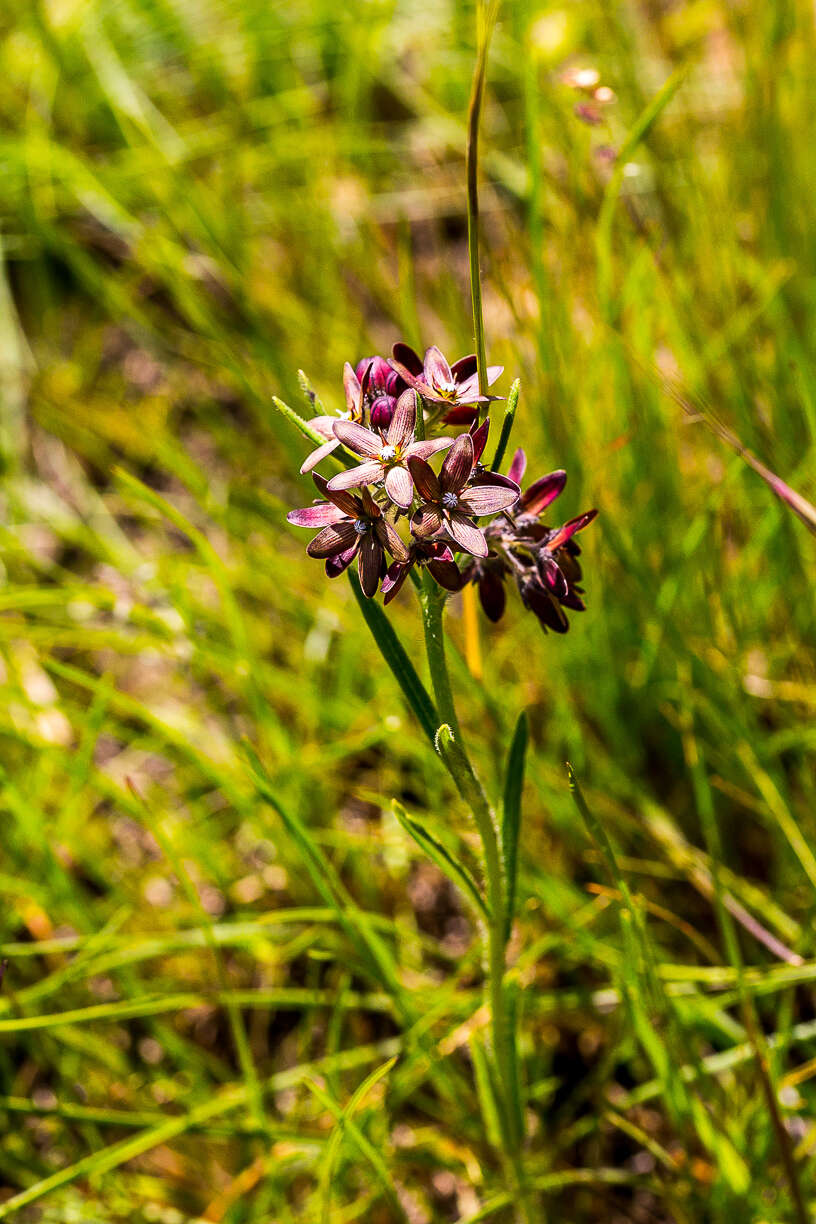 Image of Schizoglossum hamatum E. Mey.