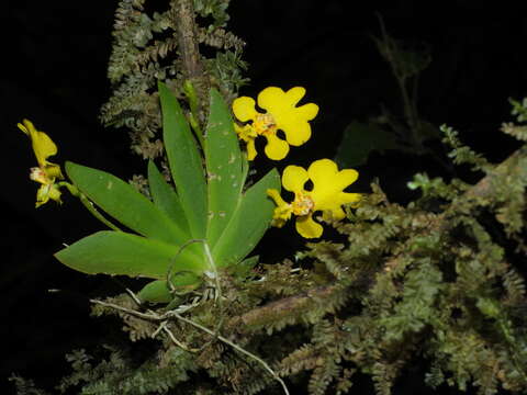 Image of Erycina pusilla (L.) N. H. Williams & M. W. Chase