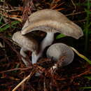 Image of Clitocybe brunneoceracea Cleland 1927