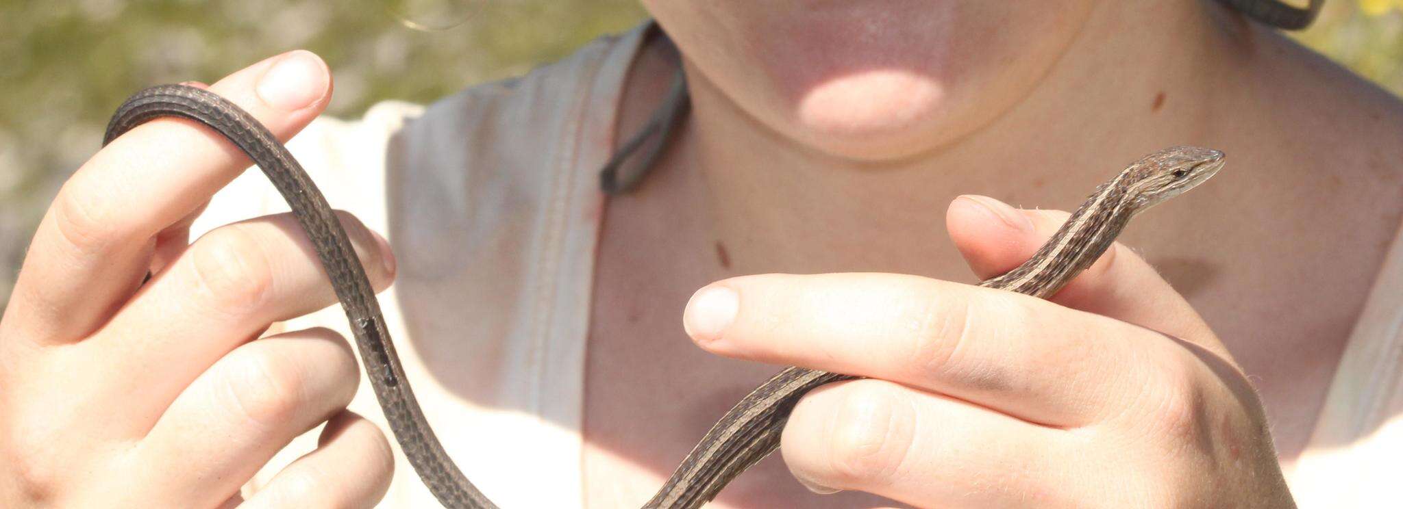 Image of Cape Snake Lizard