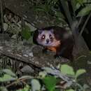 Image of Red And White Giant Flying Squirrel