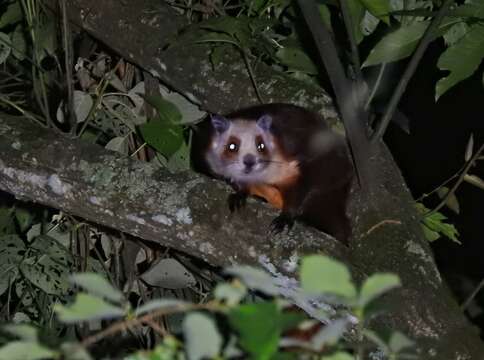 Image of Red And White Giant Flying Squirrel