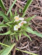 صورة Crabbea angustifolia Nees