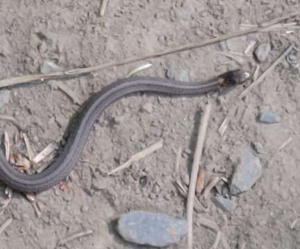 Image of Black Hills Redbelly Snake