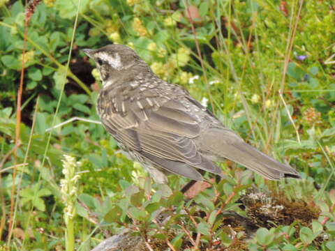 Sivun Turdus iliacus coburni Sharpe 1901 kuva