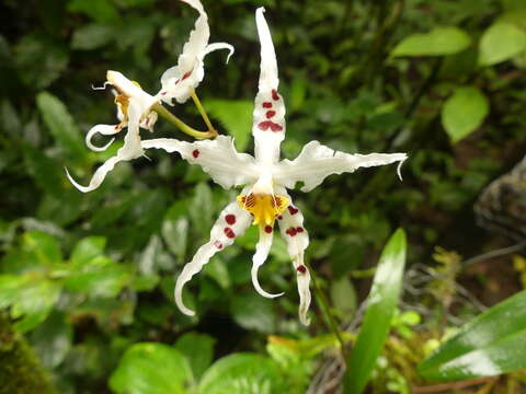 Image of Oncidium cirrhosum (Lindl.) Beer