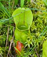 Image of purple pitcherplant