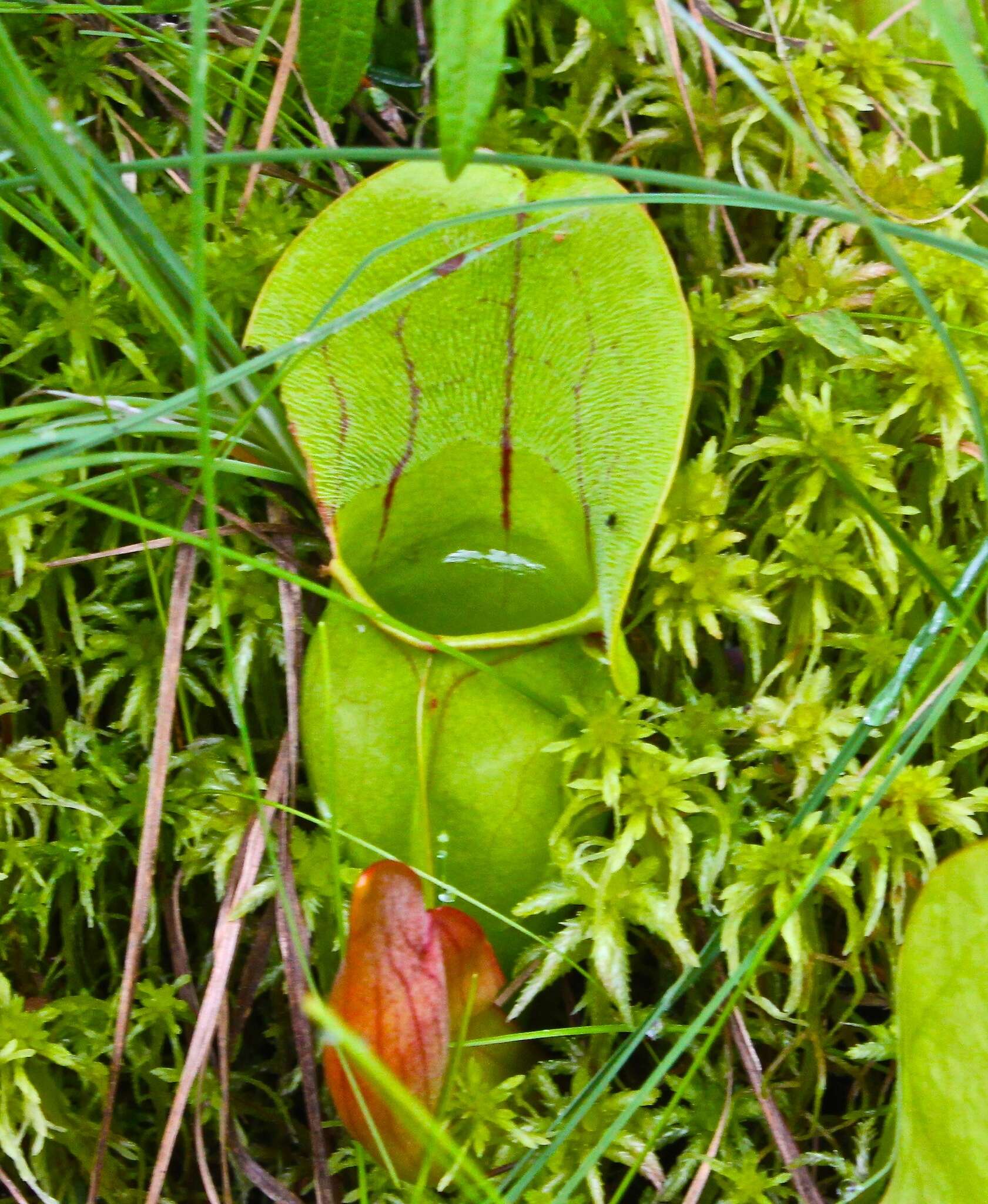 Image of purple pitcherplant