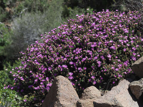 Image of Ruschia hamata (L. Bol.) Schwant.