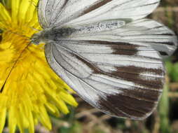 Image of Pieris melete Ménétriès 1857