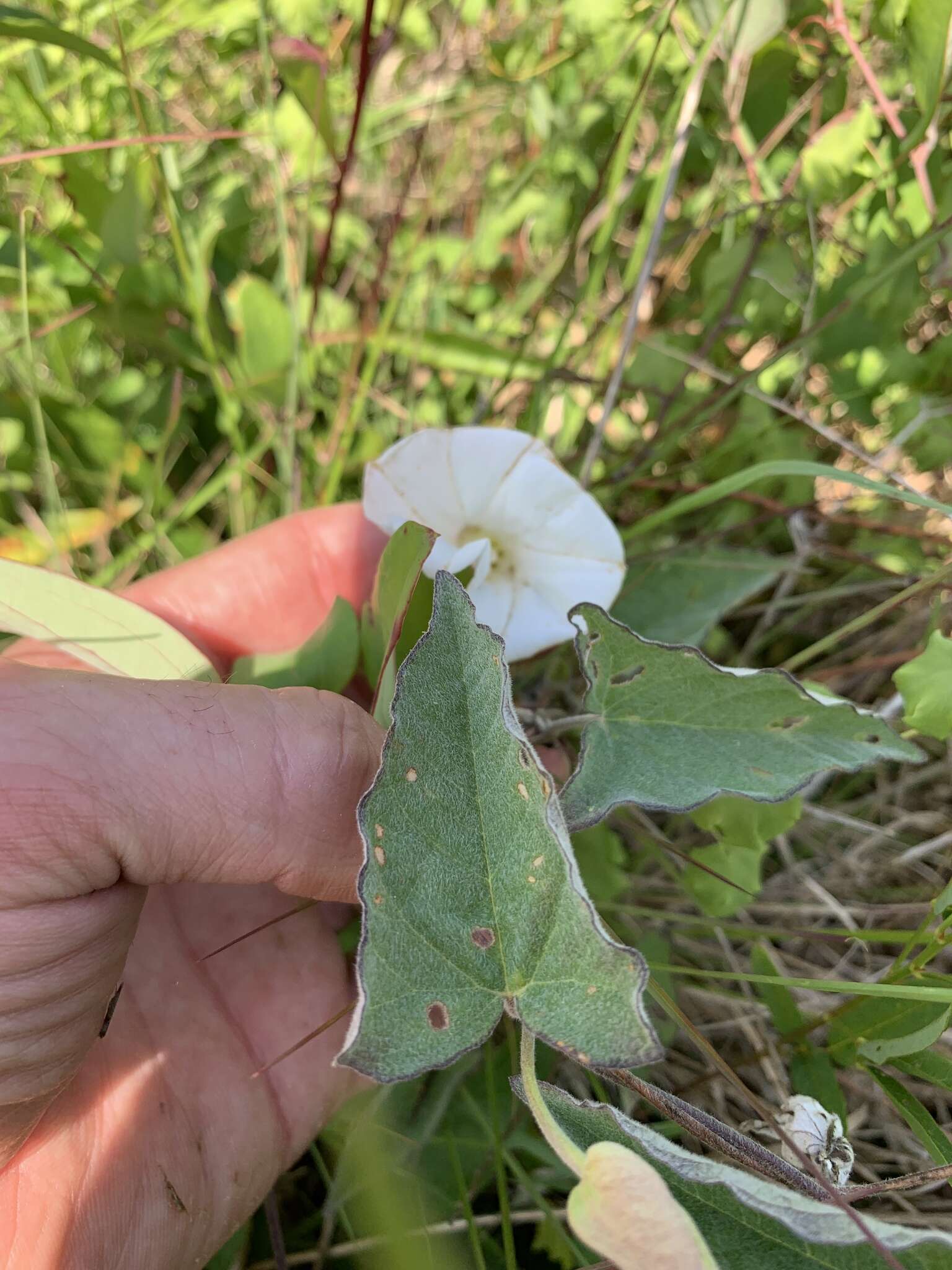 Image of Catesby's false bindweed