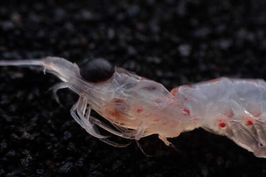 Image of Antarctic Krill