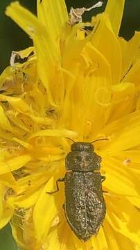 Imagem de Anthaxia quadripunctata (Linnaeus 1758)