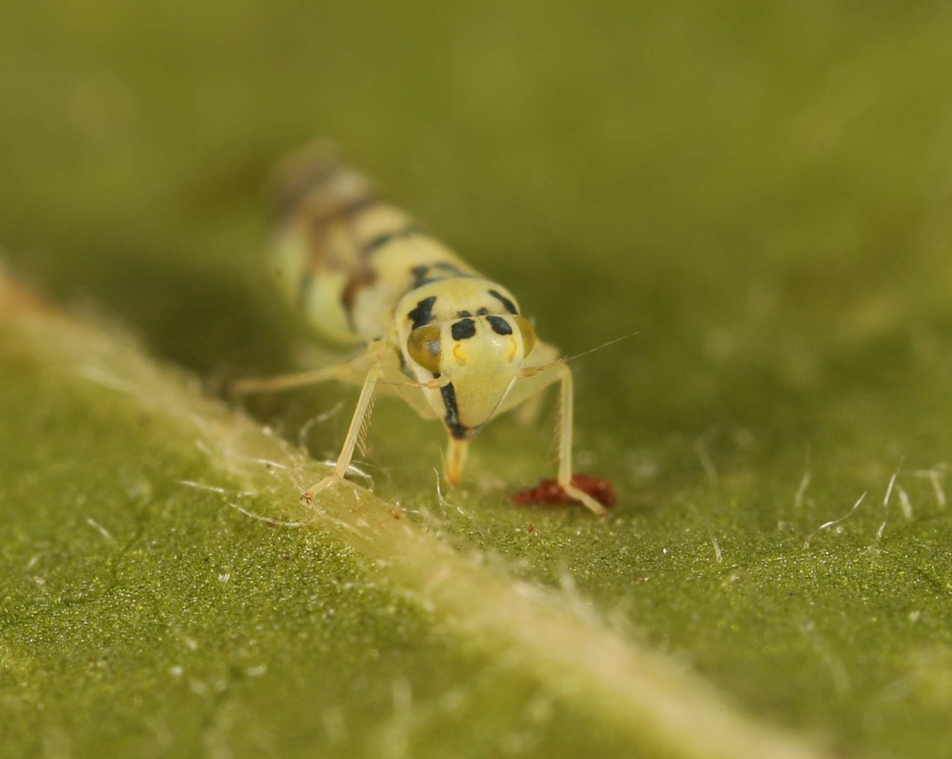 Image of Leafhopper