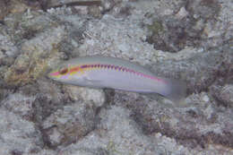 Image of Brownbanded wrasse