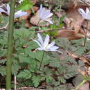 Image of Anemone pseudoaltaica Hara