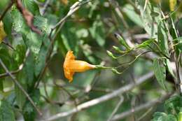 Ipomoea aurantiaca L. O. Williams resmi