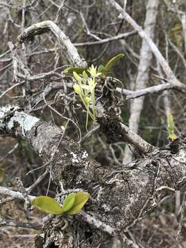 Mystacidium capense (L. fil.) Schltr. resmi