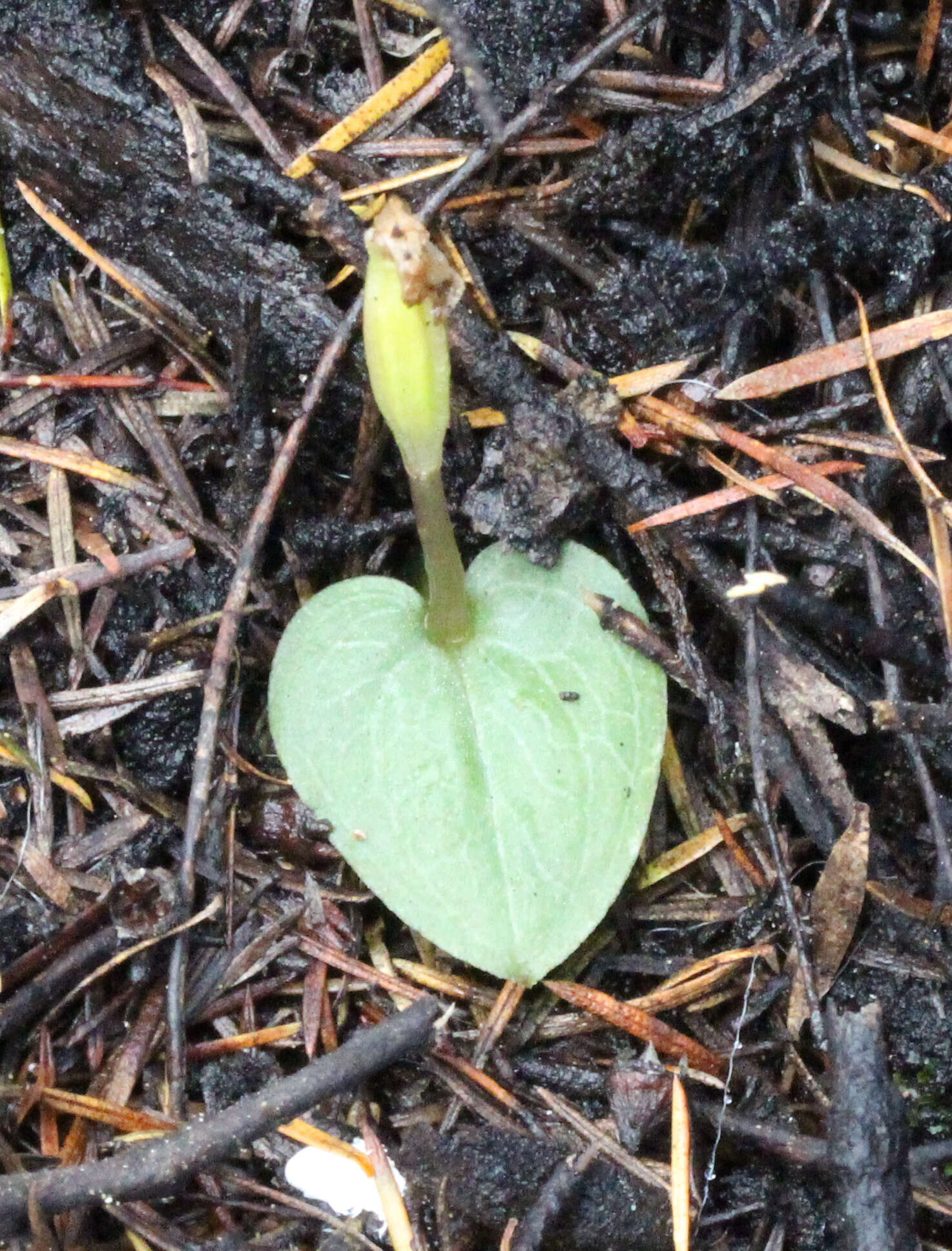 Image of Corybas rotundifolius (Hook. fil.) Rchb. fil.