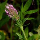 Sivun Trifolium dasyurum C. Presl kuva