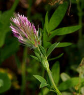 Imagem de Trifolium dasyurum C. Presl