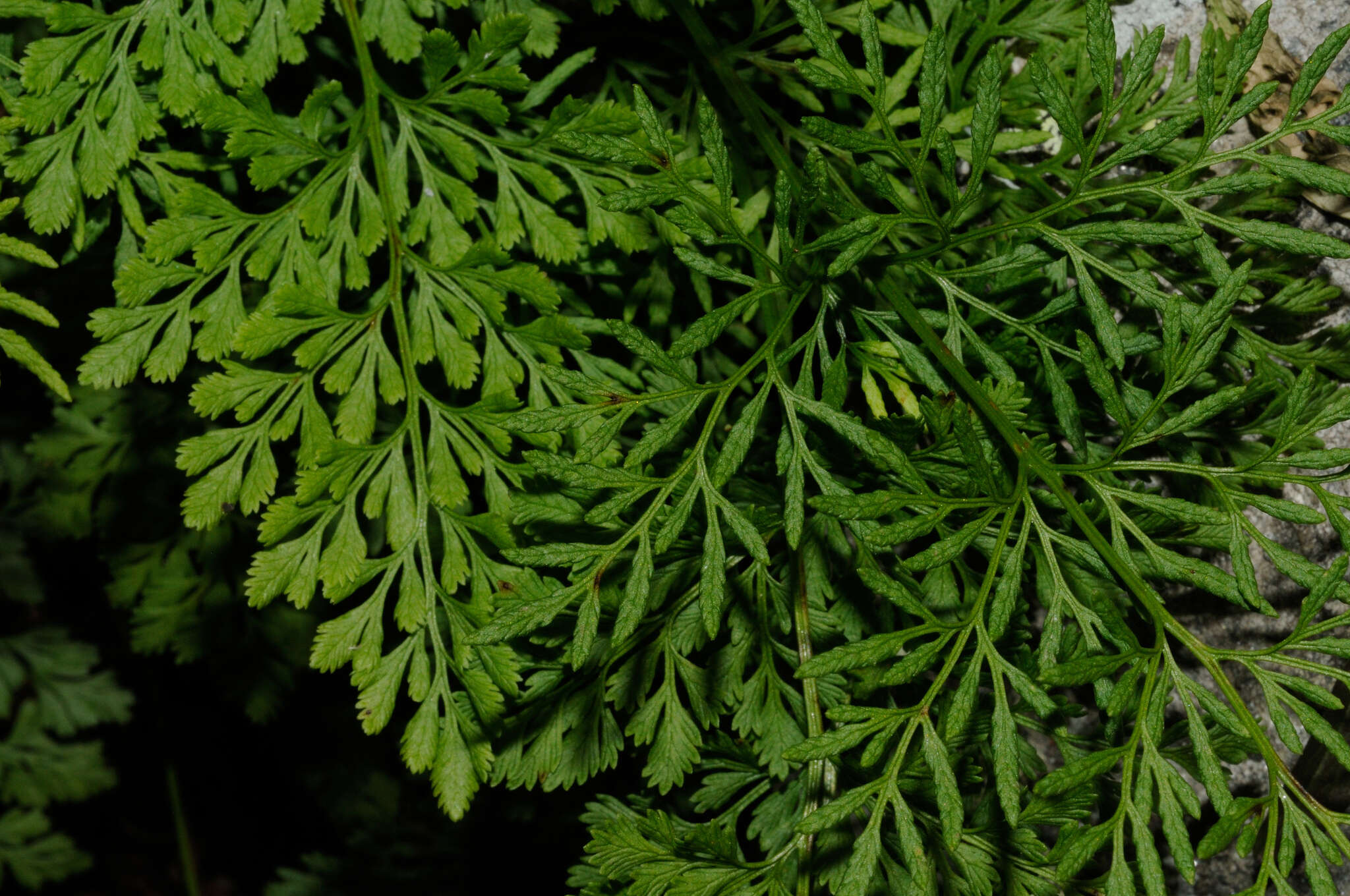 Image of parsley fern