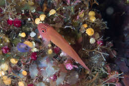 Image of Benjamin's goby