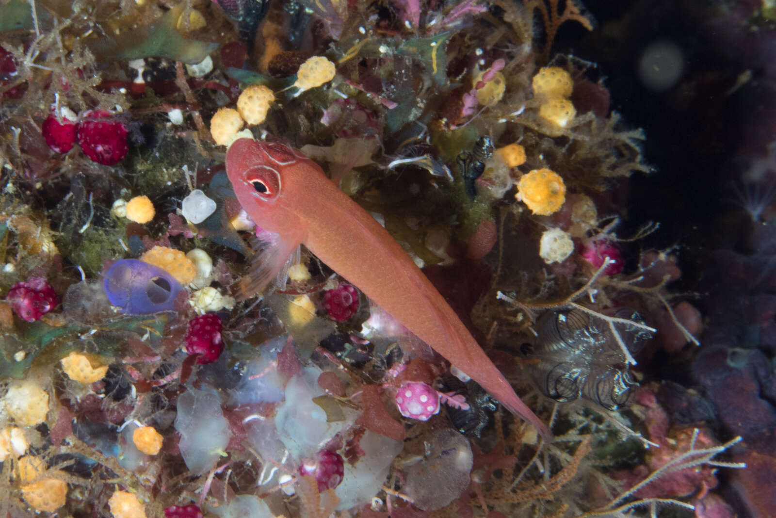 Image of Benjamin's goby