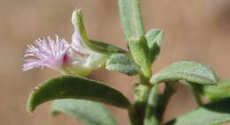 Image of Polygala asbestina Burch.