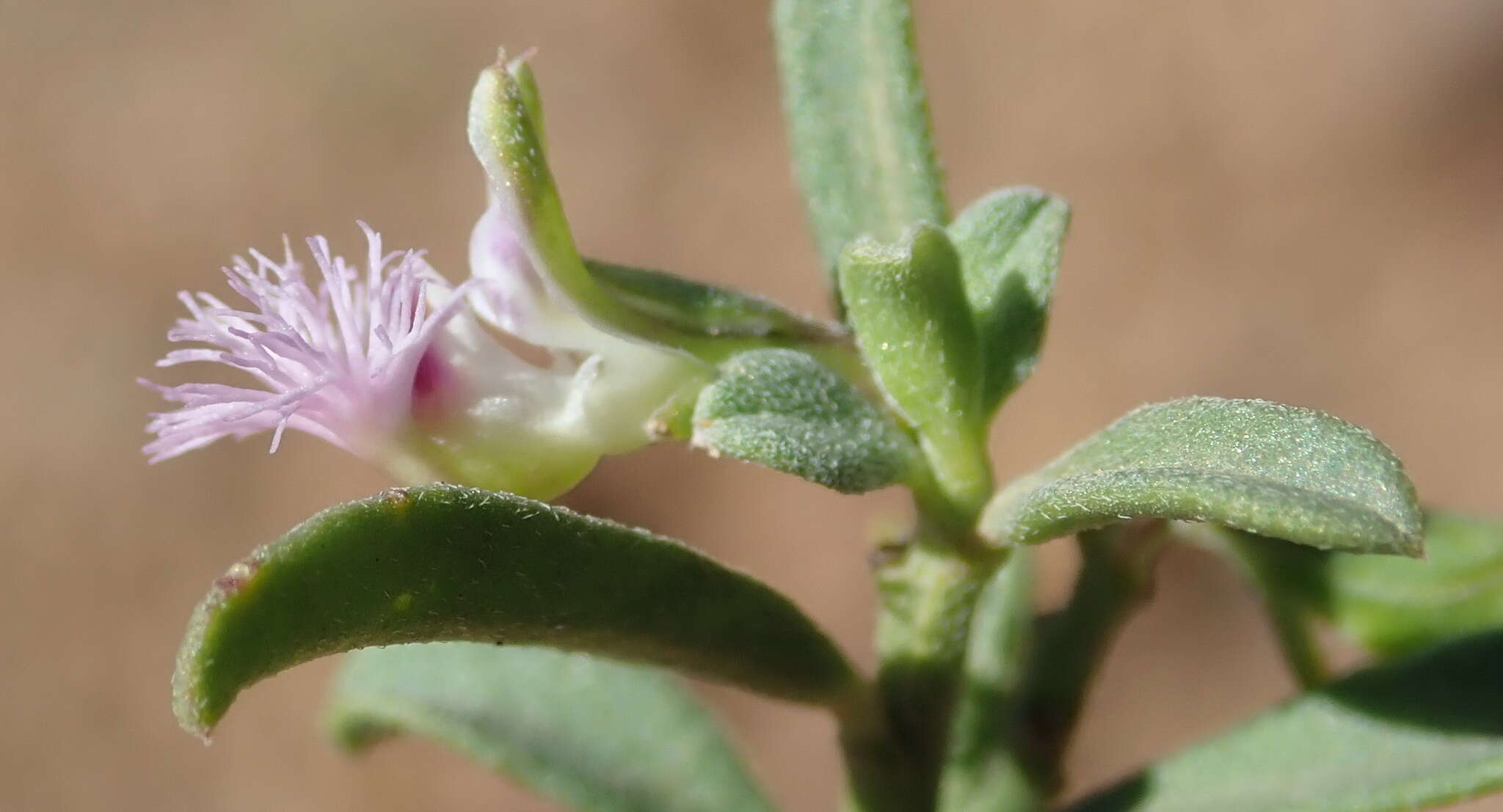 Image of Polygala asbestina Burch.