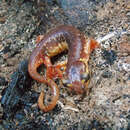 Image of Lyciasalamandra flavimembris (Mutz & Steinfartz 1995)