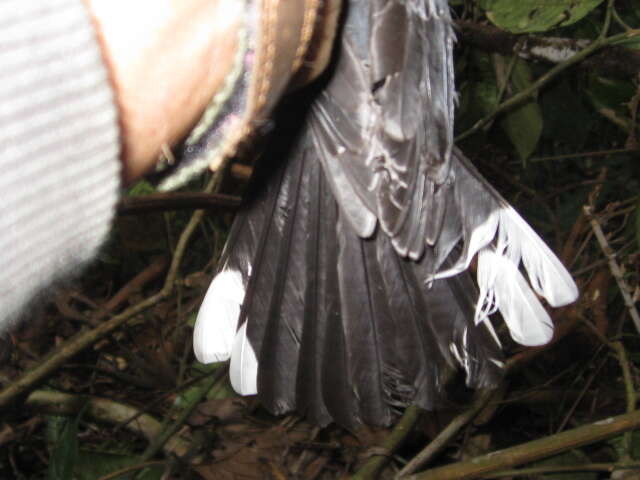 Image of Spotted Fantail