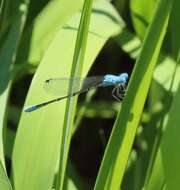 Image of Attentuated Bluet