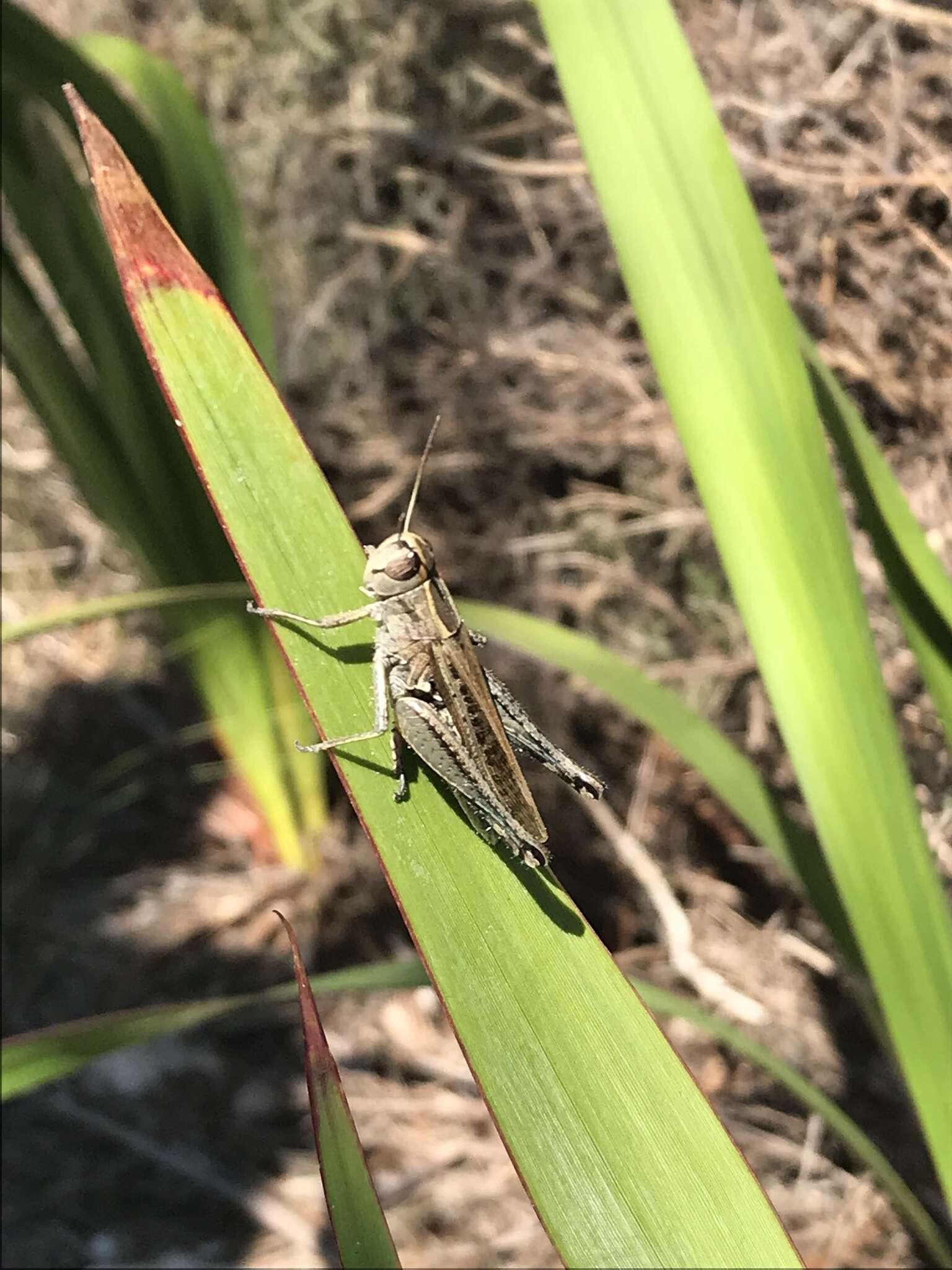 Eyprepocnemis plorans meridionalis Uvarov 1921 resmi