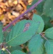 Image of Stigmella villosella (Clemens 1861) Newton et al. 1982